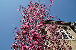 DSC03891.jpg
