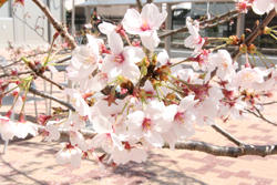 cherry0401.jpg