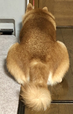 1dog.png