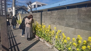 2019.03.09_菜の花4.JPG