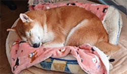 mydog-1.jpg