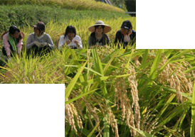 樟蔭米作りプロジェクトの様子