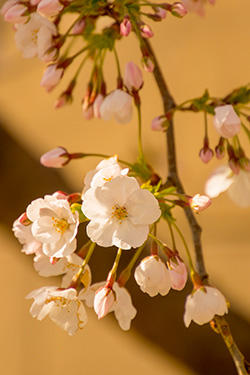 20190401sakura.jpg