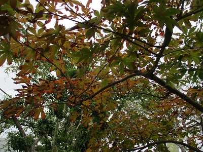 秋がい～っぱい🍁