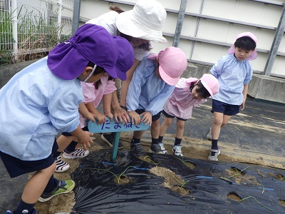 ☆お手紙出ています☆たまねぎ植えに行ってきたよ