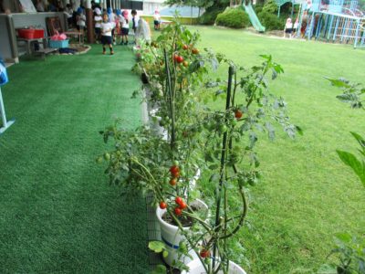育ってきています🍅🥒