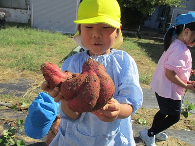 芋ほりしたよ🍠