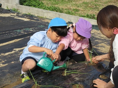 玉ねぎを植えました☆